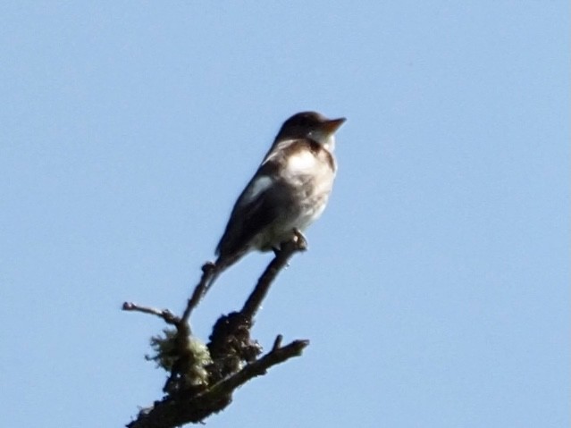 Olive-sided Flycatcher - Wendy Feltham