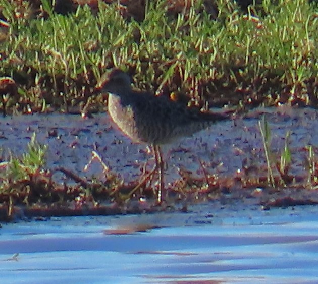 Stilt Sandpiper - Robin Gurule