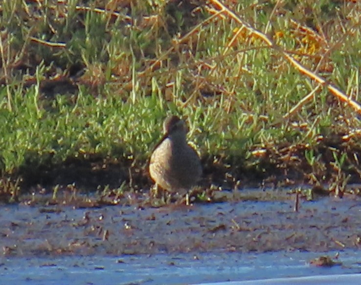 Stilt Sandpiper - Robin Gurule