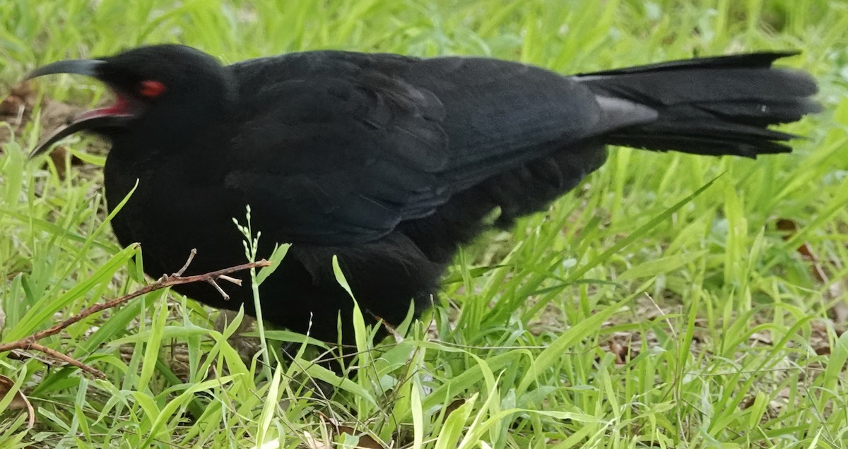 White-winged Chough - Alan Coates