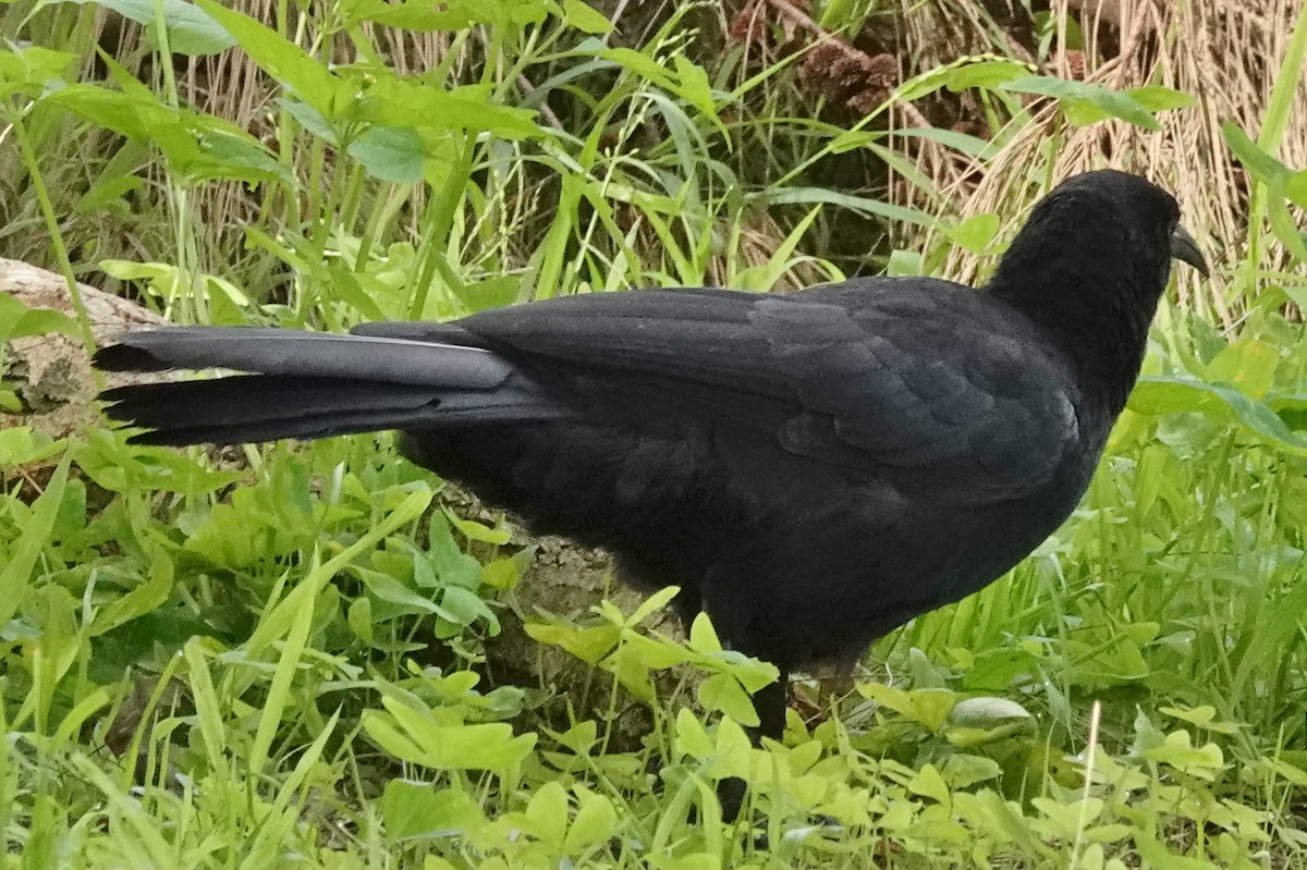 White-winged Chough - Alan Coates