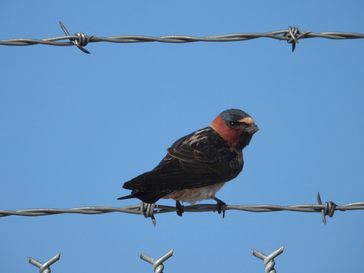 Cliff Swallow - Sam Reitenour