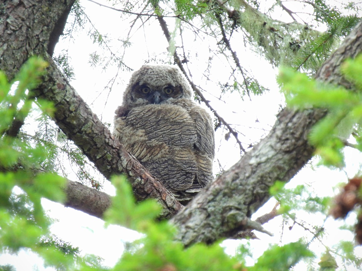 Great Horned Owl - K & K Pritchard