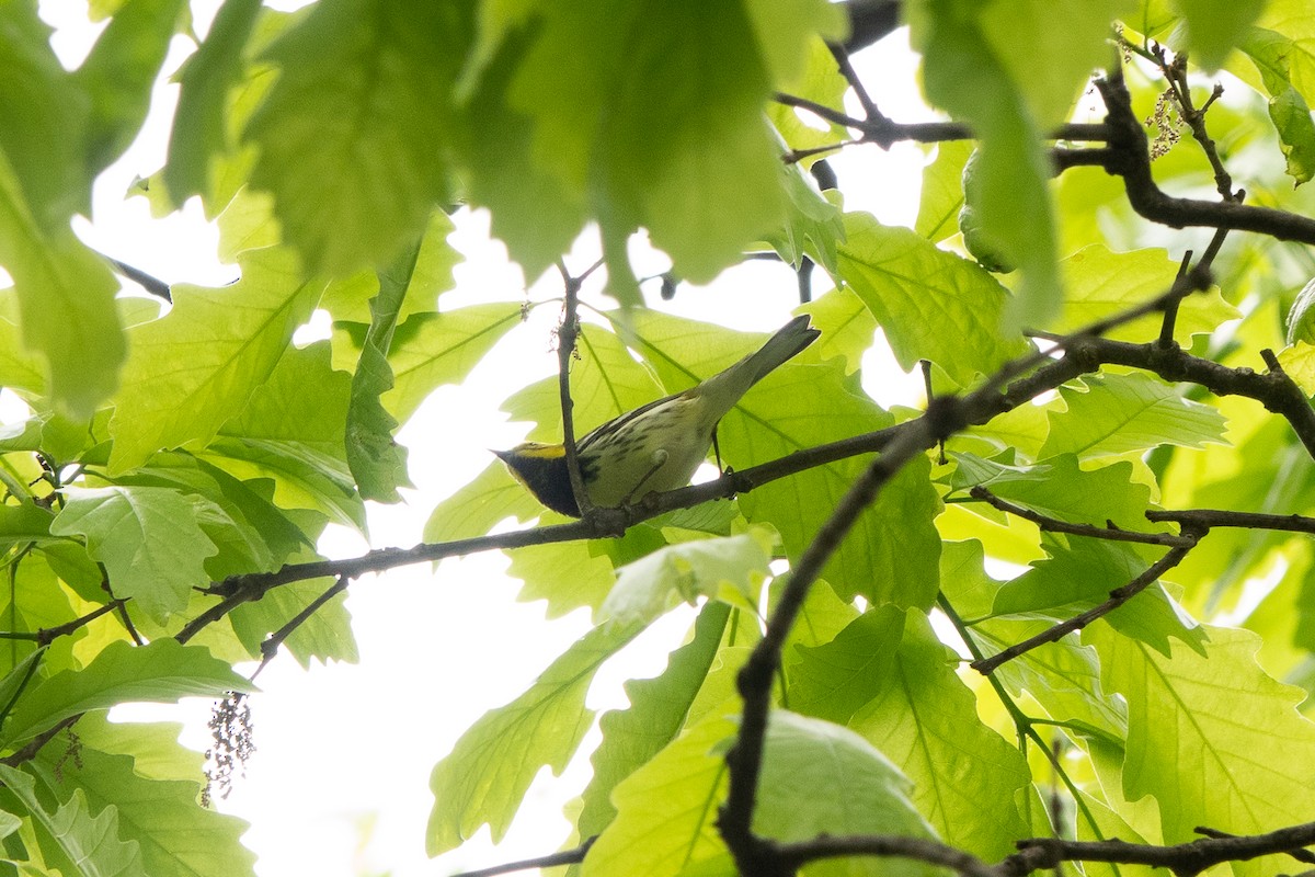 Grünmantel-Waldsänger - ML619057215