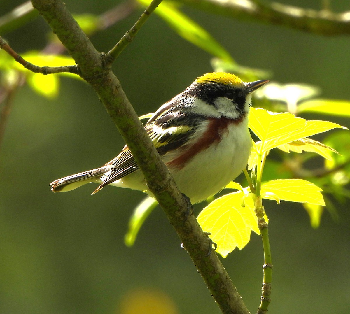 Chestnut-sided Warbler - Steven C