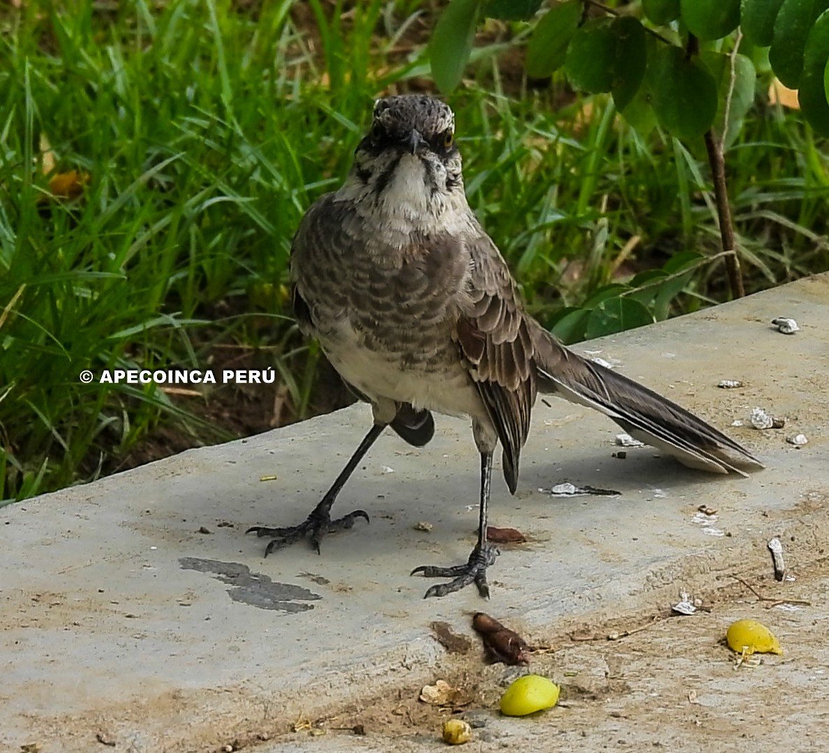 Long-tailed Mockingbird - Carlos Nuñez Rodriguez