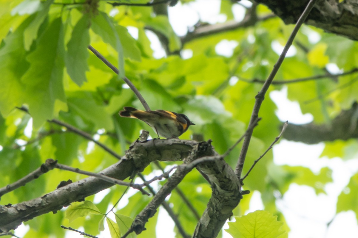 American Redstart - Marilyn Henry