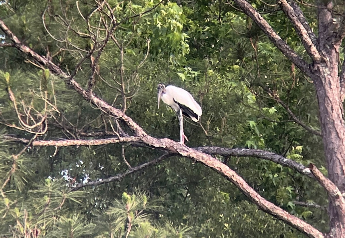 Wood Stork - ML619057292