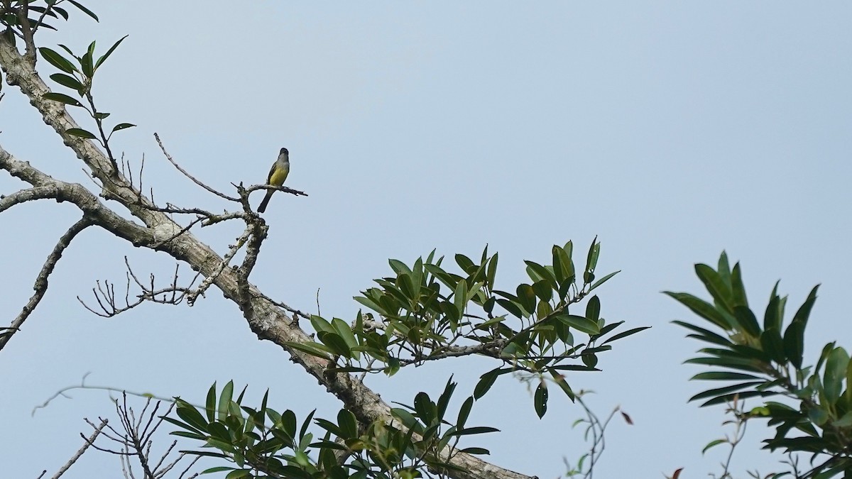 Panama Flycatcher - Indira Thirkannad