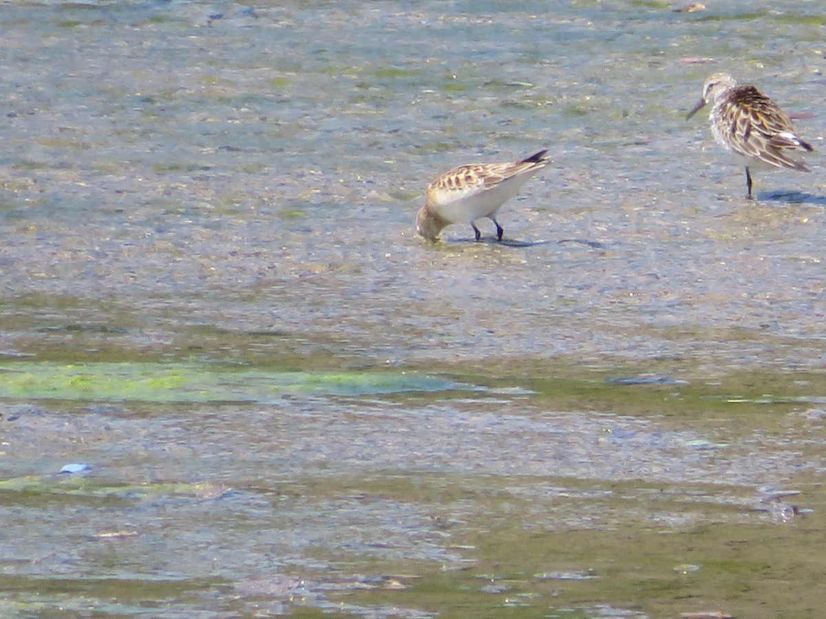 White-rumped Sandpiper - ML619057317