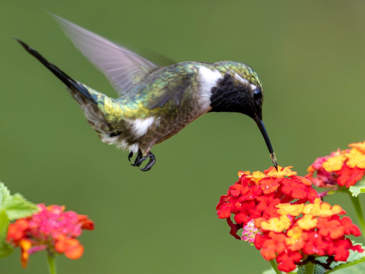 Colibrí Amatista - ML619057318