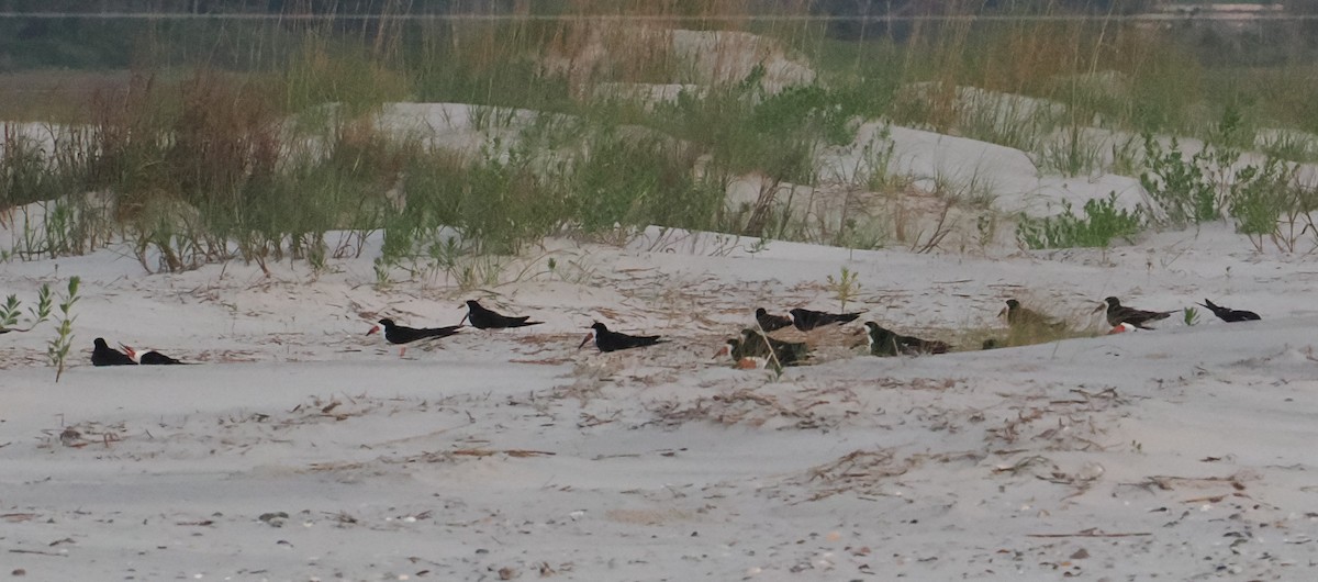 Black Skimmer - Patricia Rettig