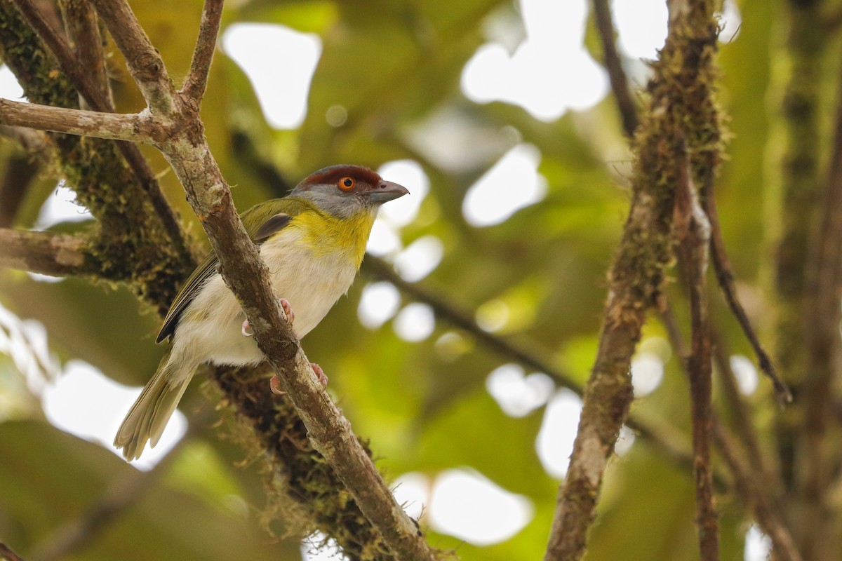 Rufous-browed Peppershrike - ML619057326