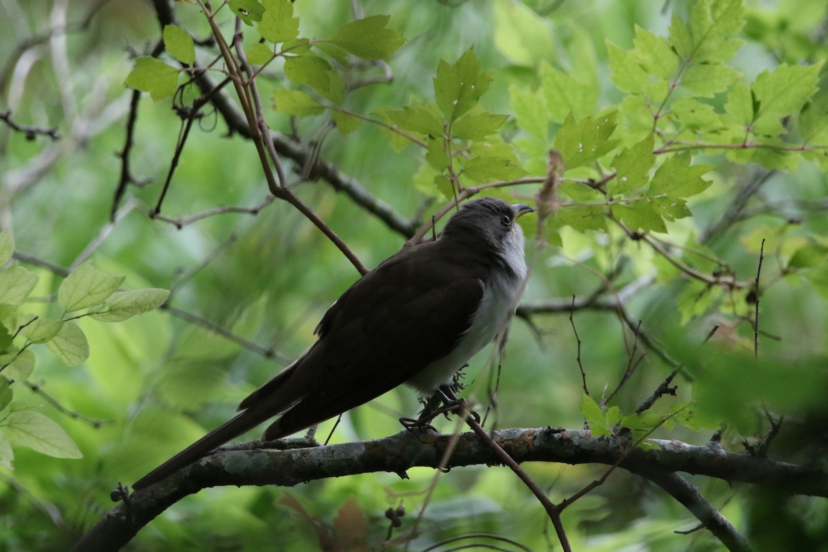 Yellow-billed Cuckoo - ML619057331