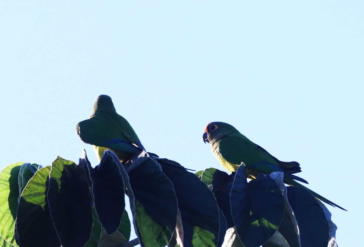 Peach-fronted Parakeet - Suzana Arakaki