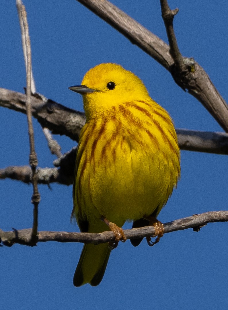Yellow Warbler - Sam Zuckerman