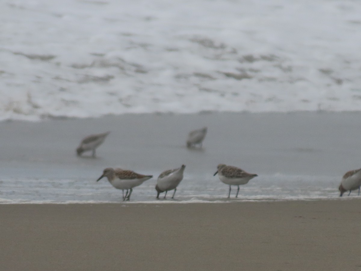 Sanderling - Martha Pallin