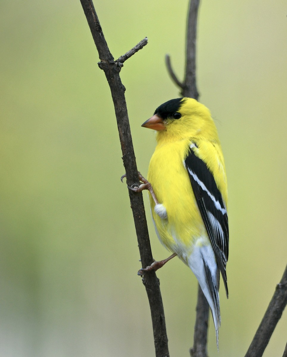 American Goldfinch - Chad Kowalski