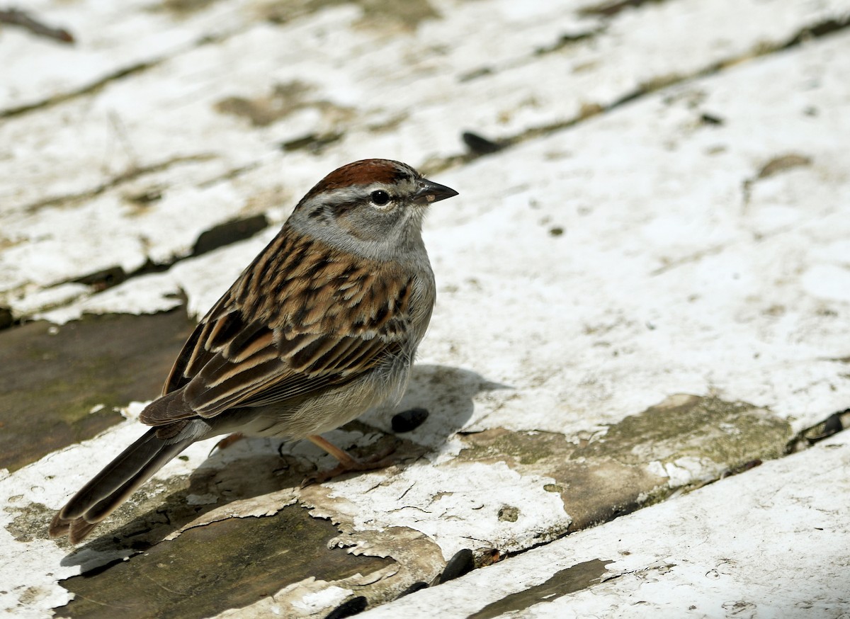 Chipping Sparrow - Chad Kowalski