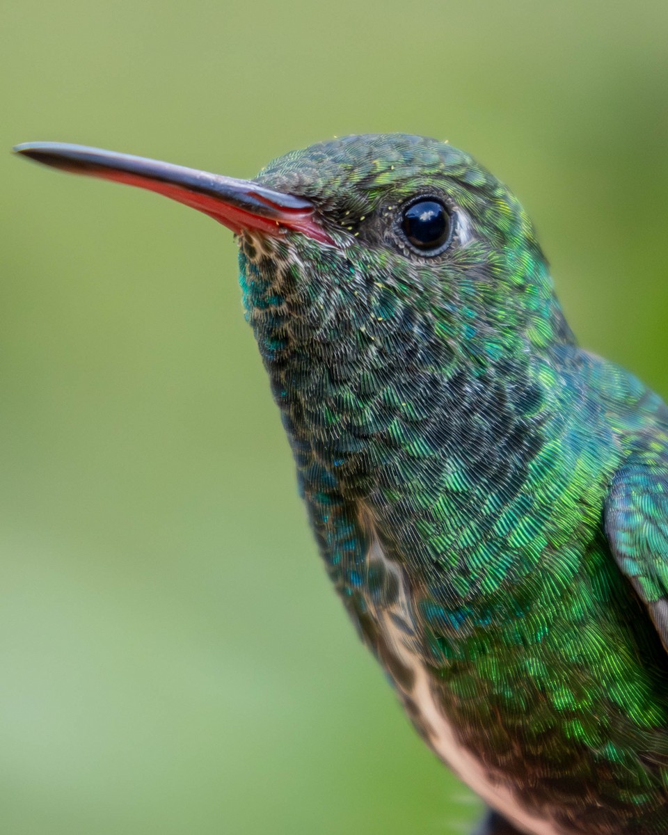 Glittering-throated Emerald - ML619057447