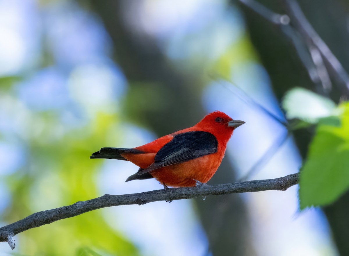 Scarlet Tanager - Pam Gilmore