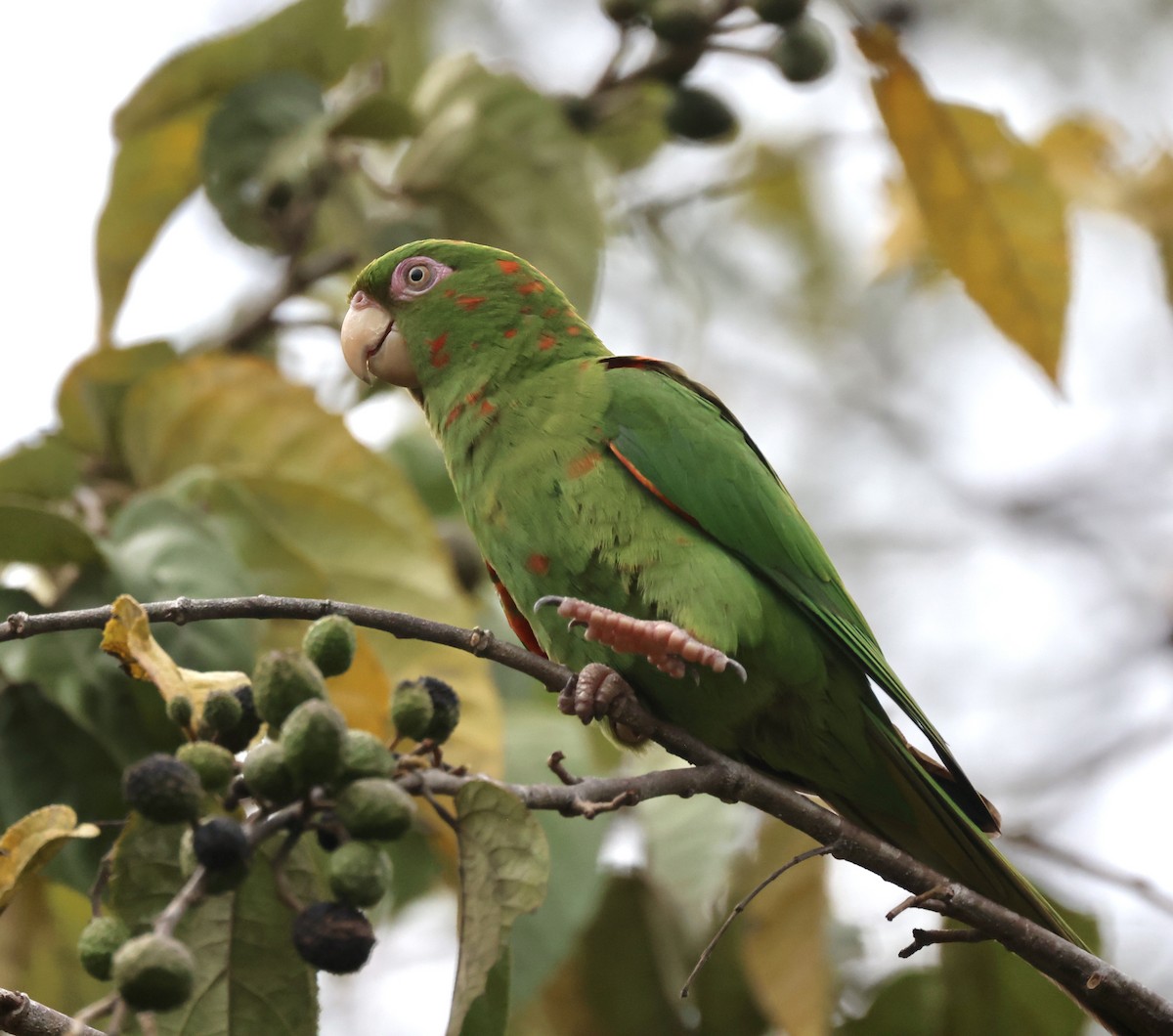 Cuban Parakeet - Cheryl Rosenfeld