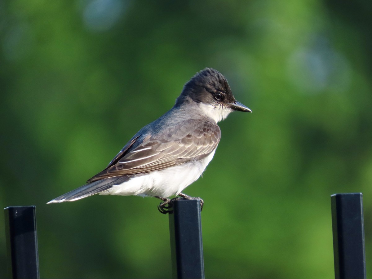 Eastern Kingbird - Craig Watson