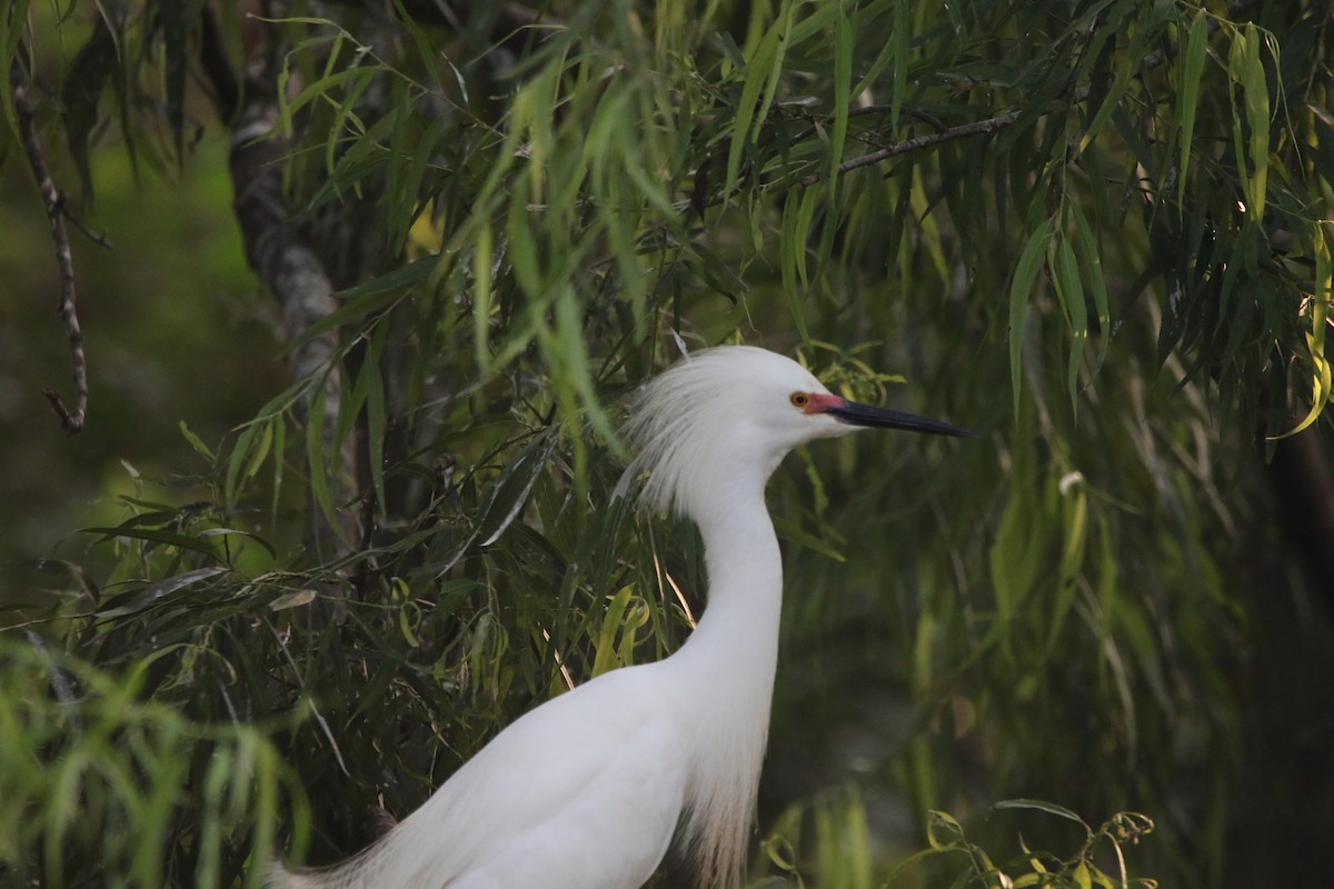 Snowy Egret - ML619057493