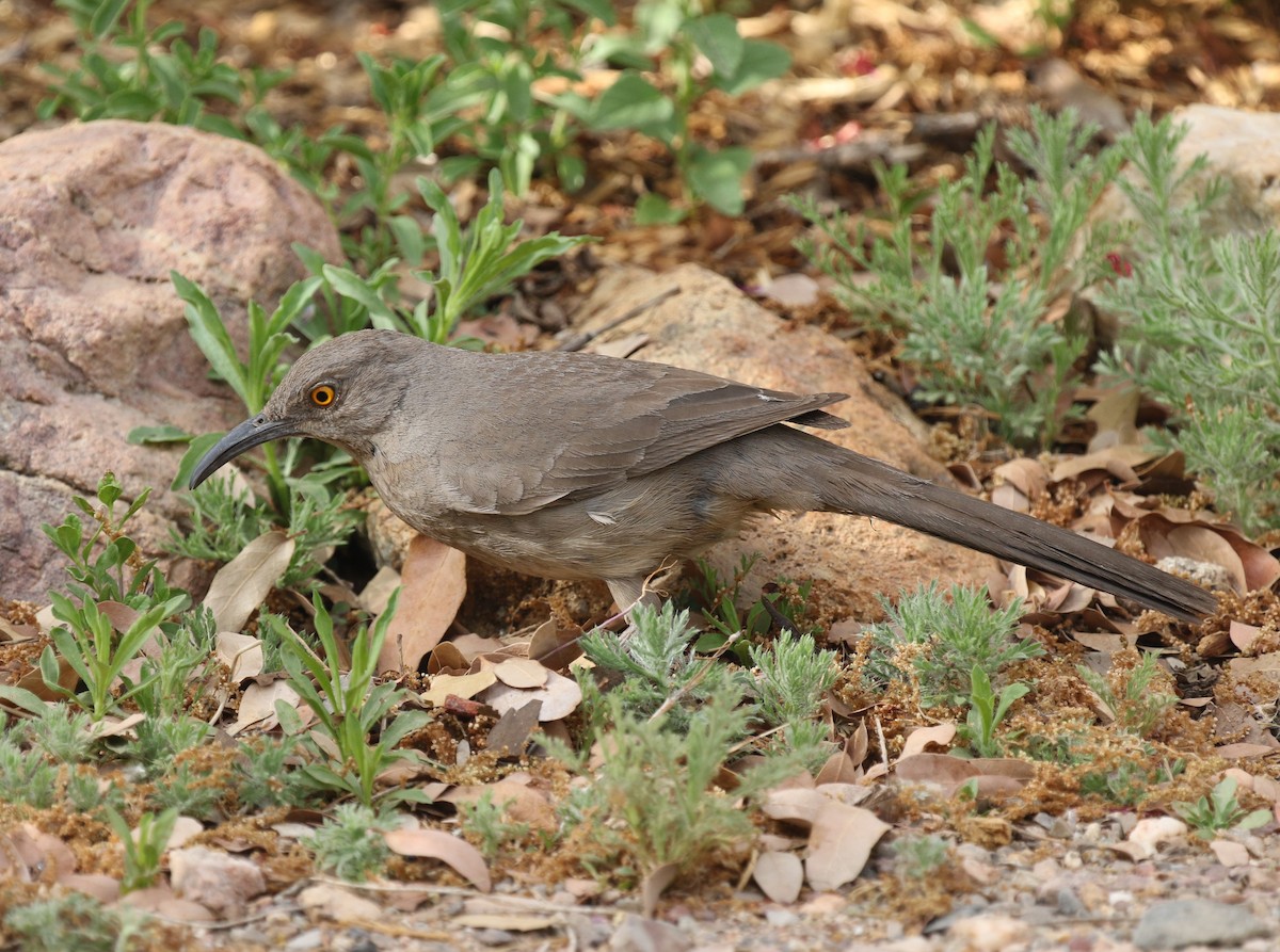 Curve-billed Thrasher (palmeri Group) - ML619057531