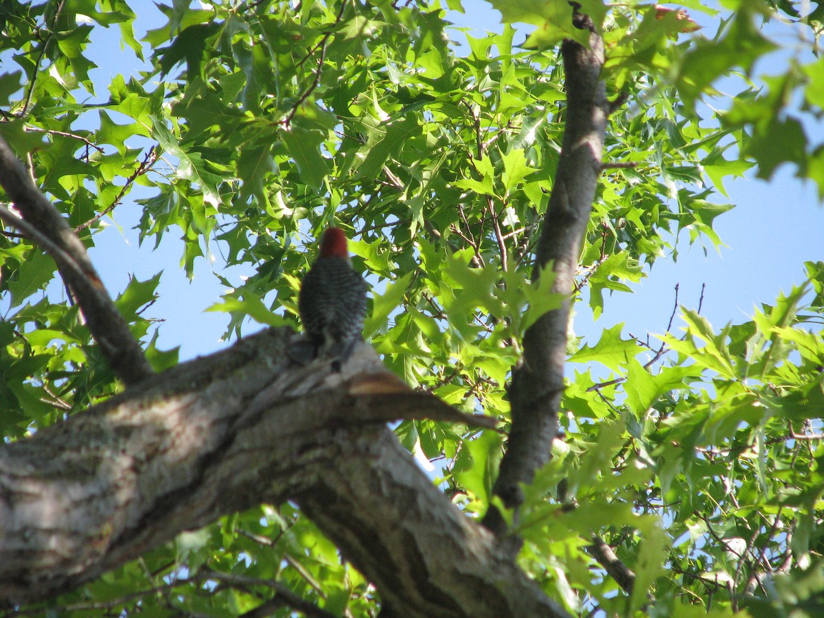 Red-bellied Woodpecker - Theramansi Lion