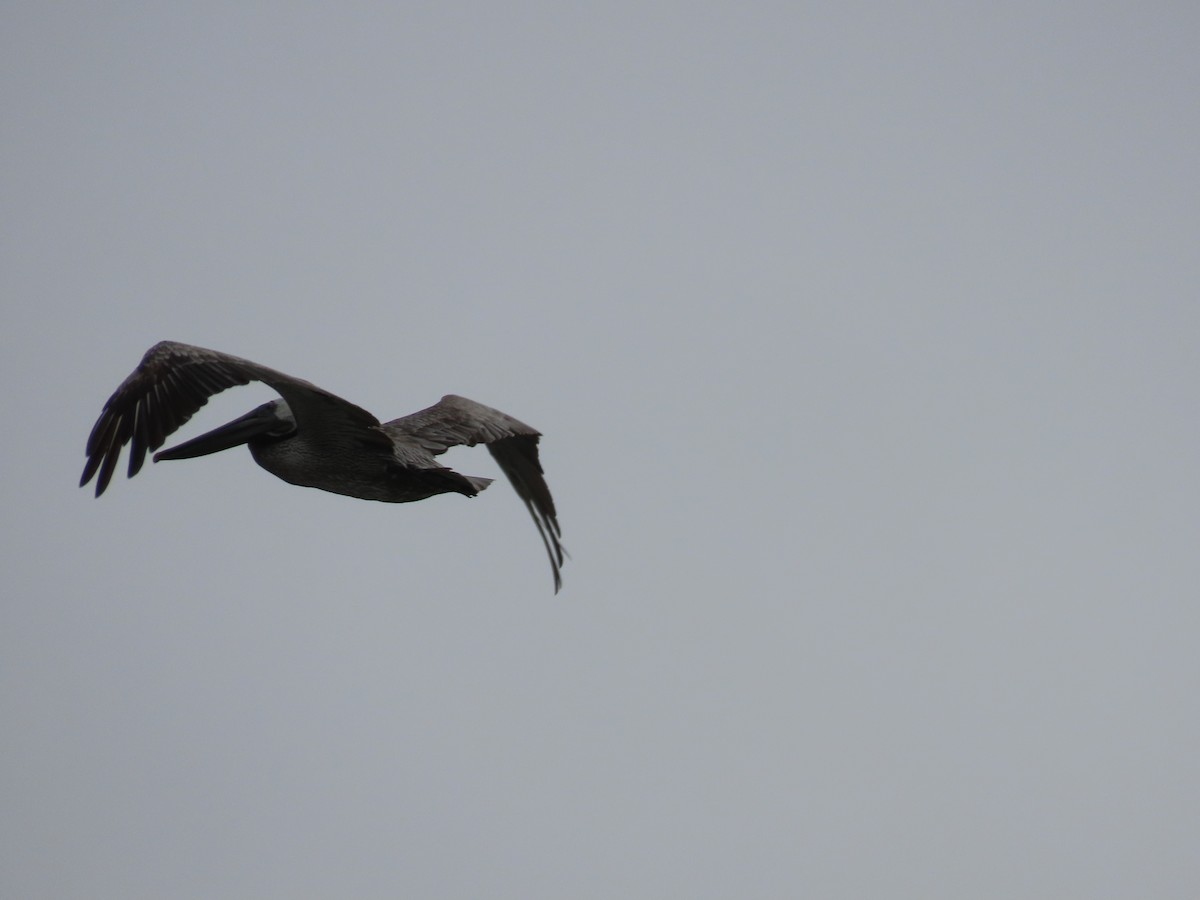 Brown Pelican (California) - Martha Pallin