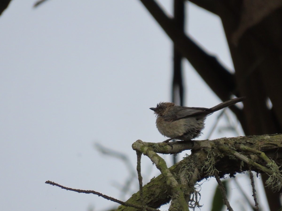 Bushtit (Pacific) - Martha Pallin