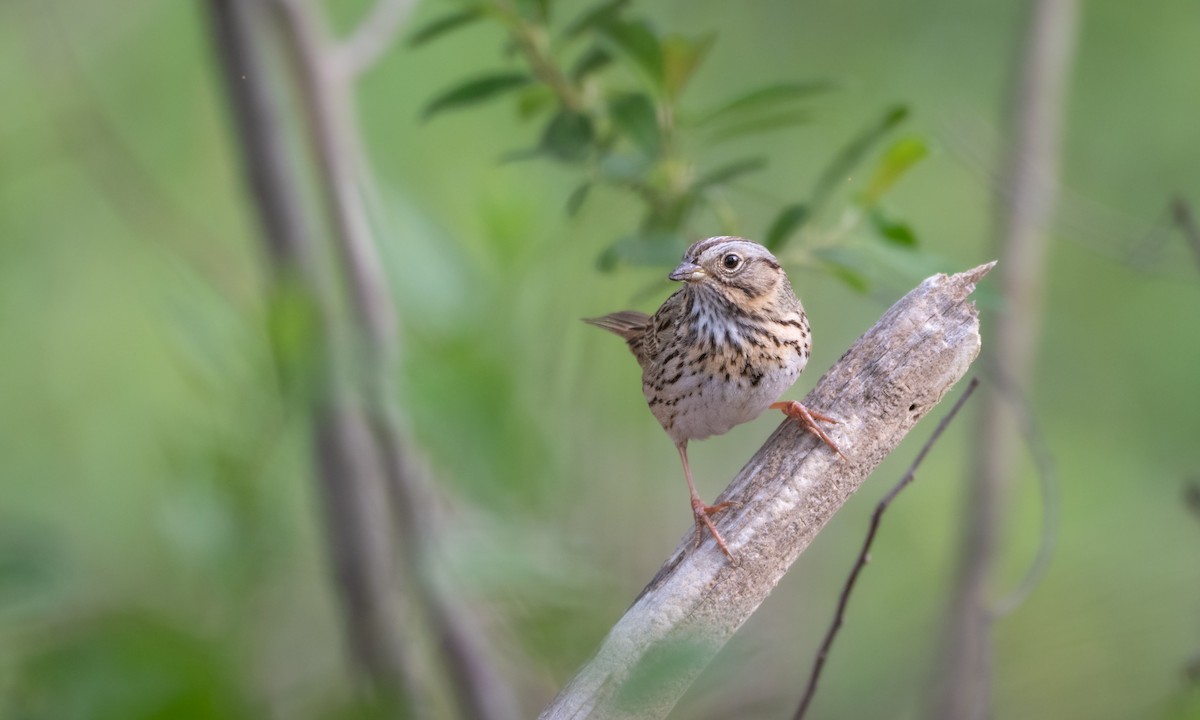 Lincoln's Sparrow - Nahuel Medina