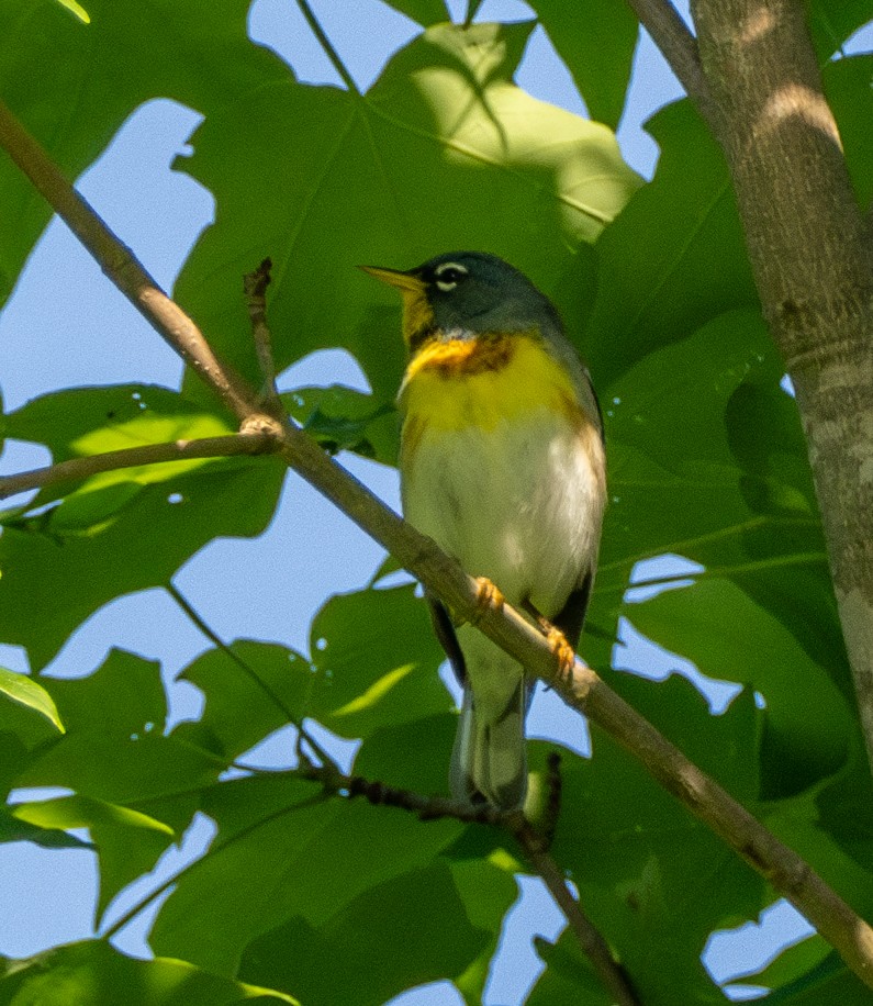 Northern Parula - Anthony Schmitt