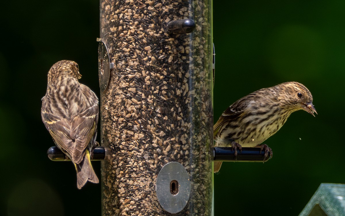 Pine Siskin - Anthony Schmitt