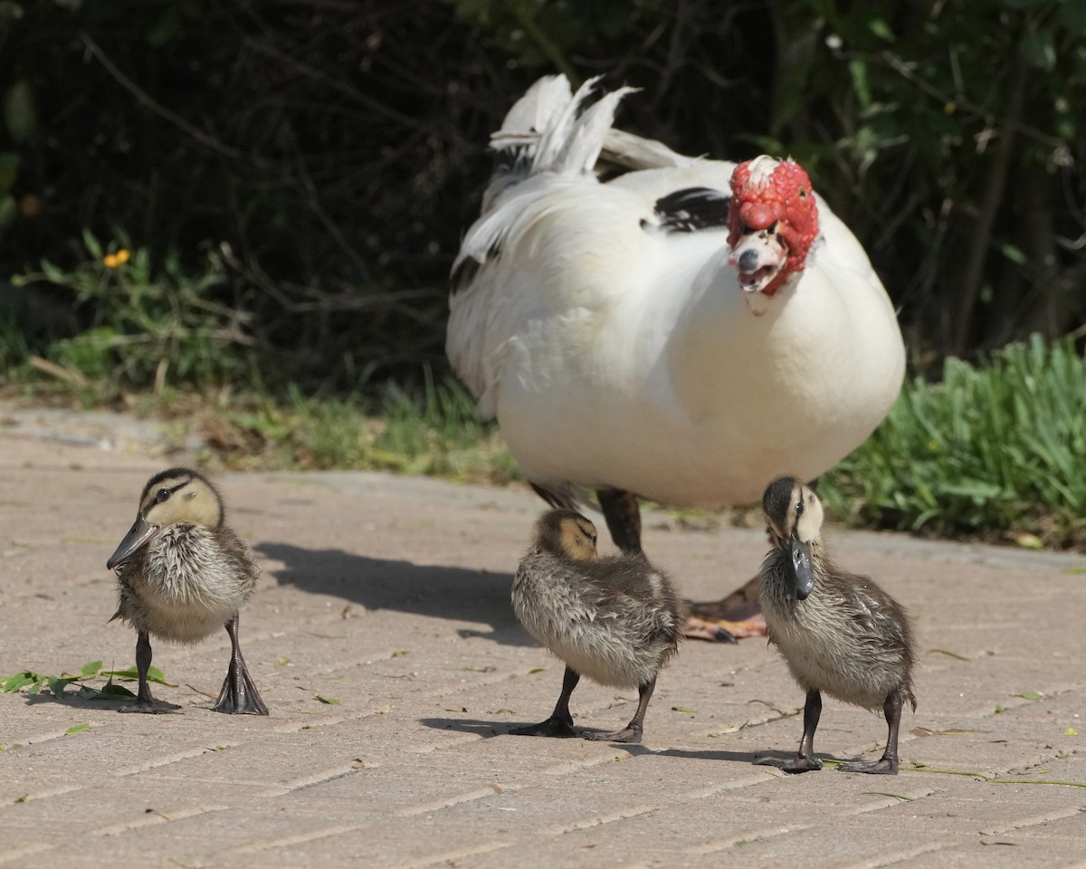 Muscovy Duck (Domestic type) - Charlene Fan