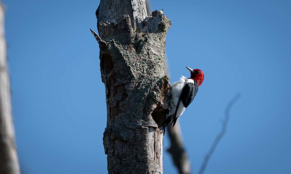 Red-headed Woodpecker - Nahuel Medina