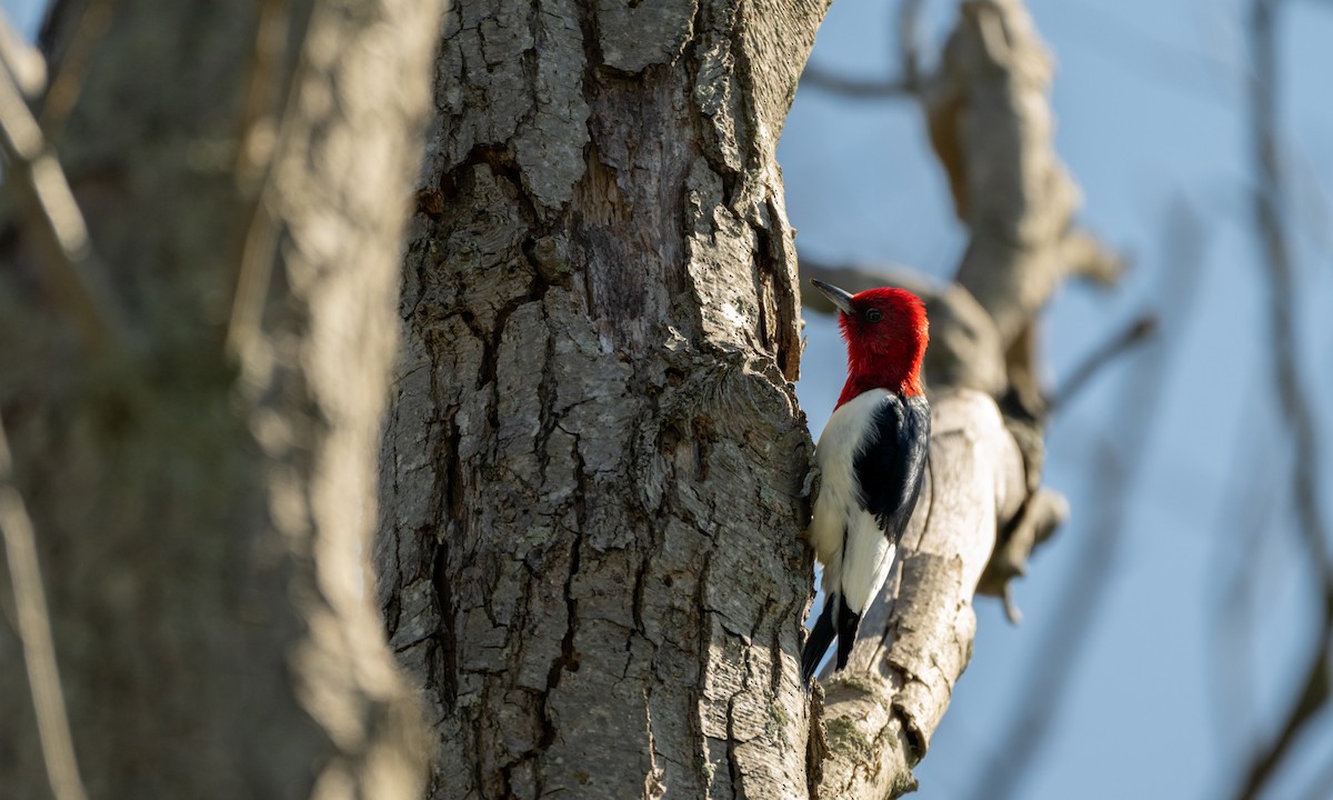 Red-headed Woodpecker - Nahuel Medina