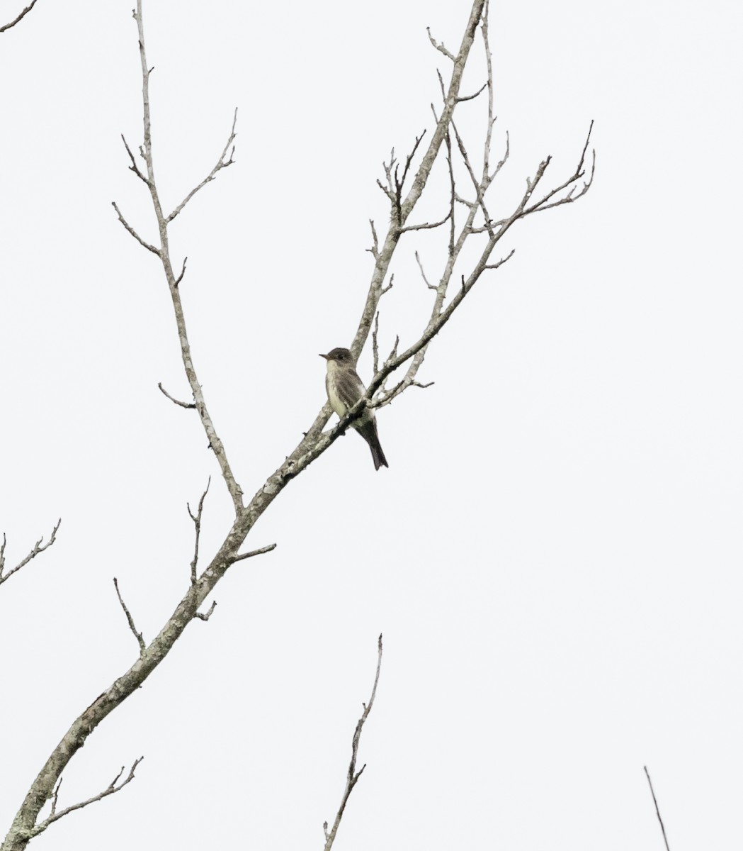 Olive-sided Flycatcher - ML619057630