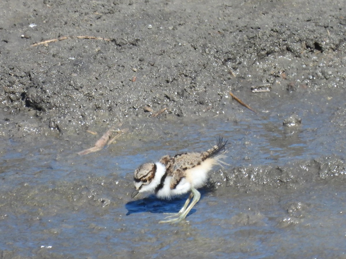 Killdeer - Sam Reitenour