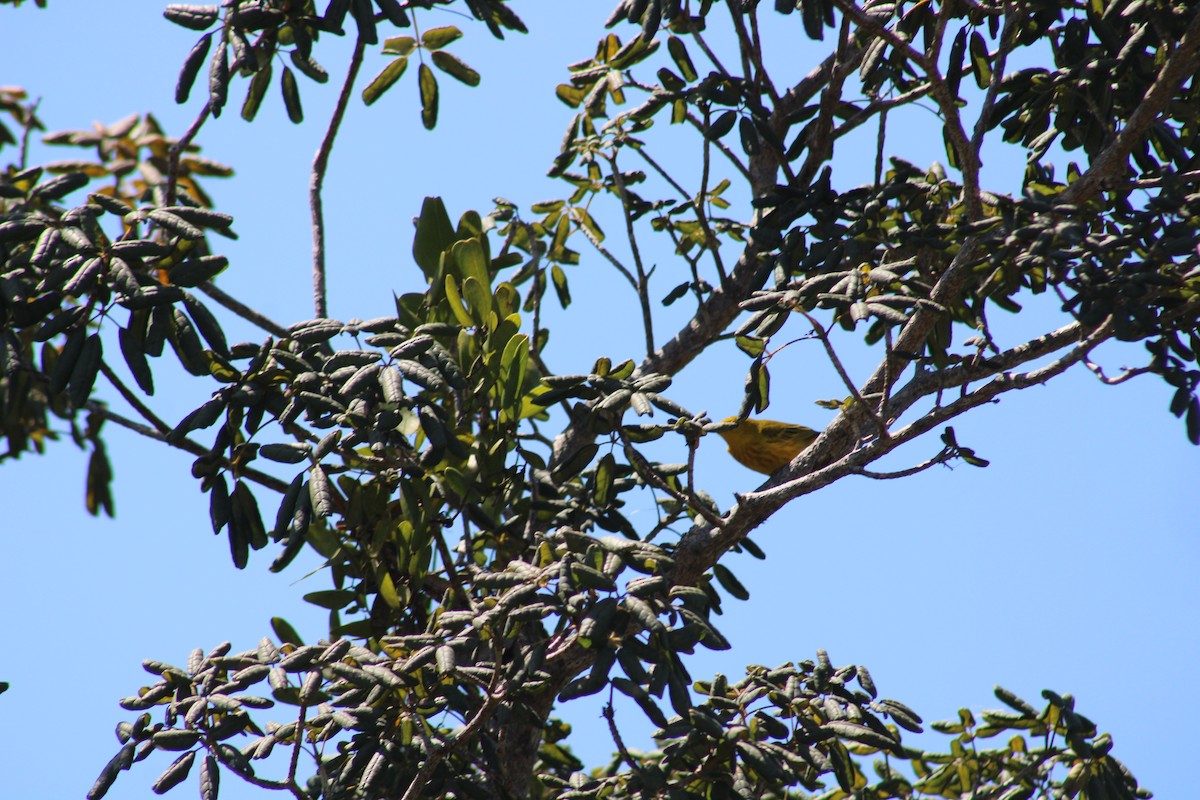 Yellow Warbler - Janet Storr