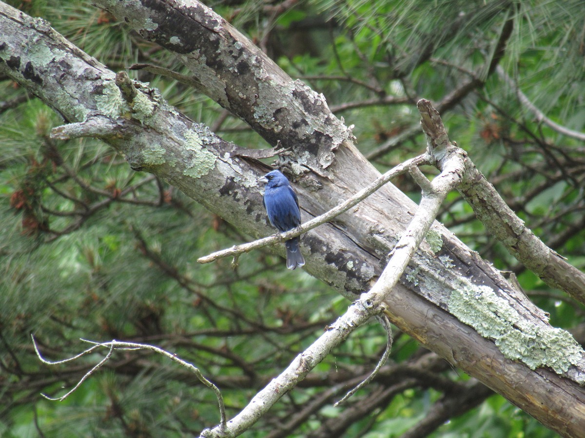 Blue Grosbeak - Tyler Bell