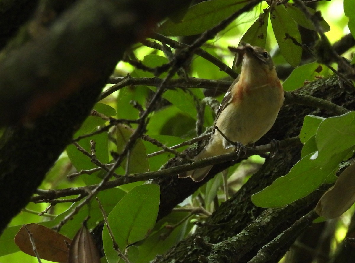 Bay-breasted Warbler - Daniel Lane
