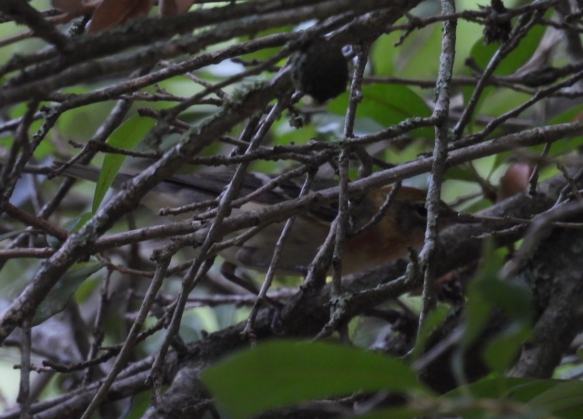 Bay-breasted Warbler - ML619057654