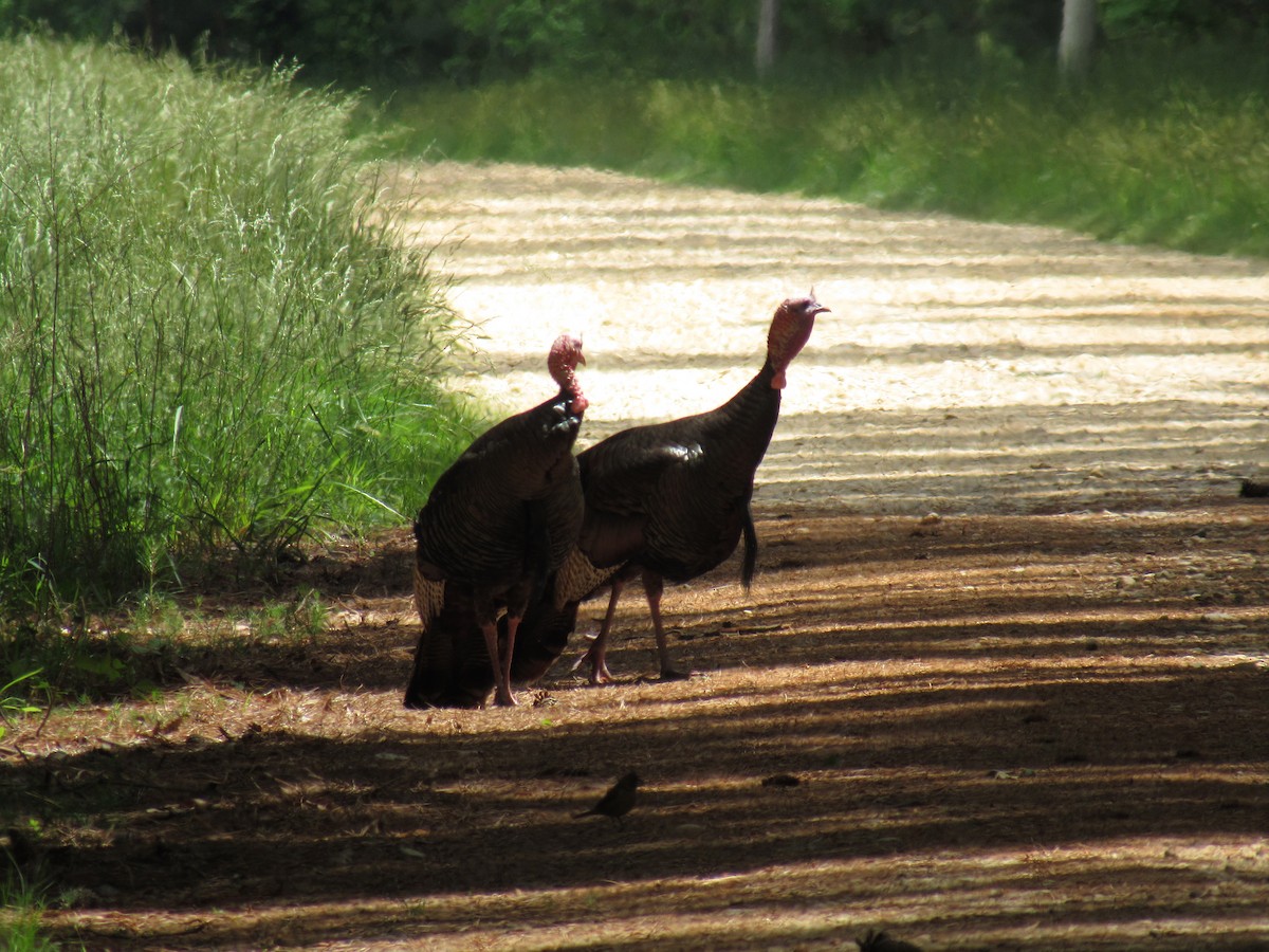 Wild Turkey - ML619057671