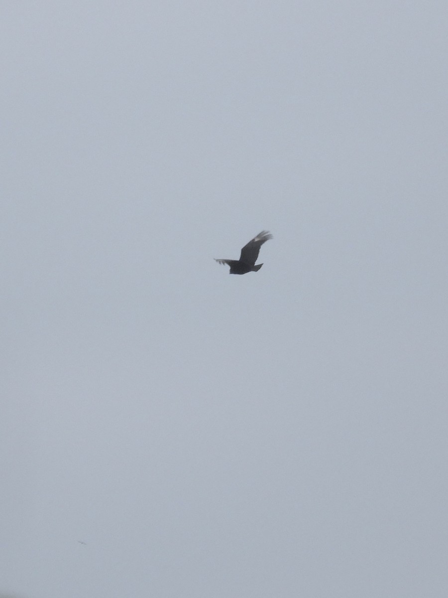 Black Vulture - ML619057695