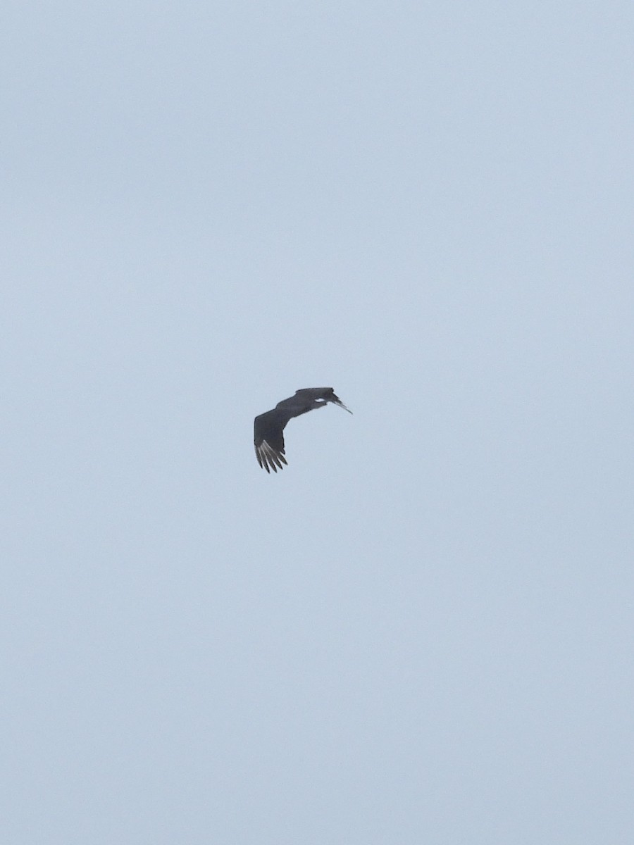 Black Vulture - ML619057697