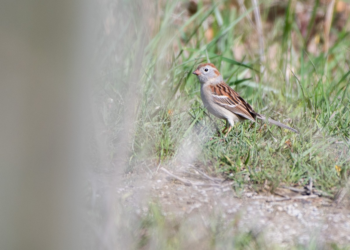 Field Sparrow - Jake Nafziger