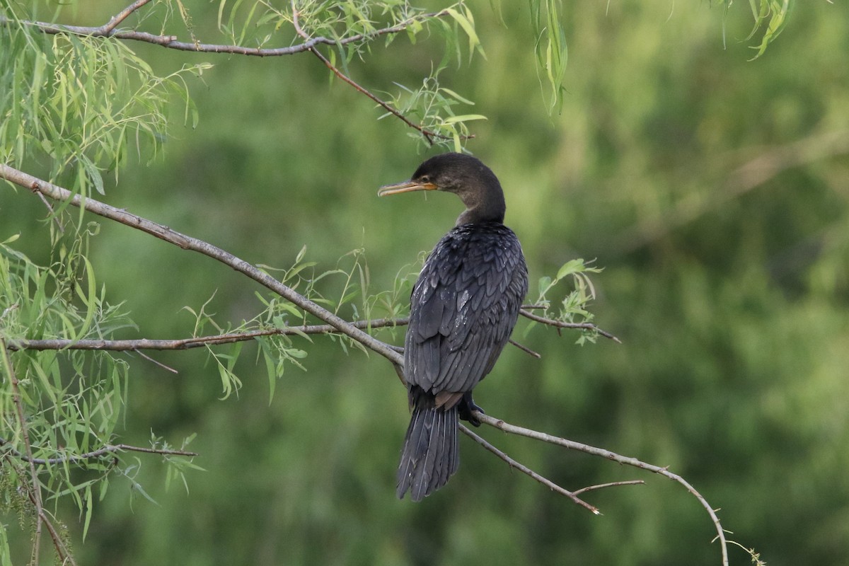 Neotropic Cormorant - ML619057707