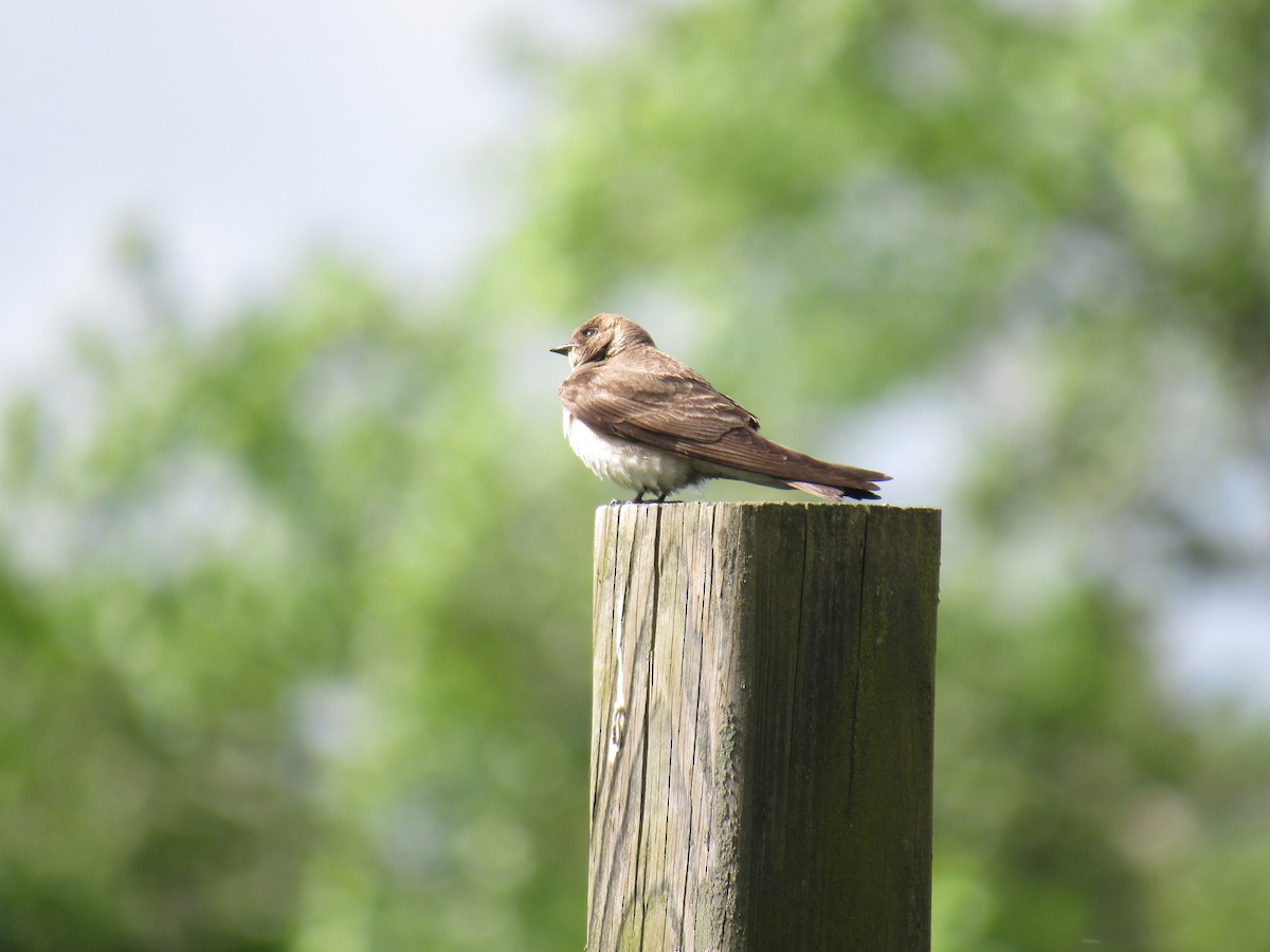 Northern Rough-winged Swallow - Tyler Bell